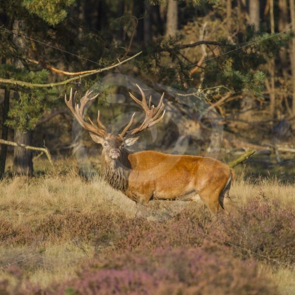 Roe Deer looking into the camera - Nature Stock Photo Agency