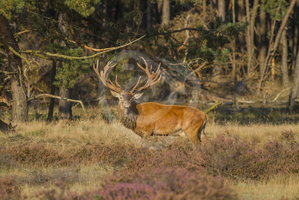Roe Deer looking into the camera - Nature Stock Photo Agency