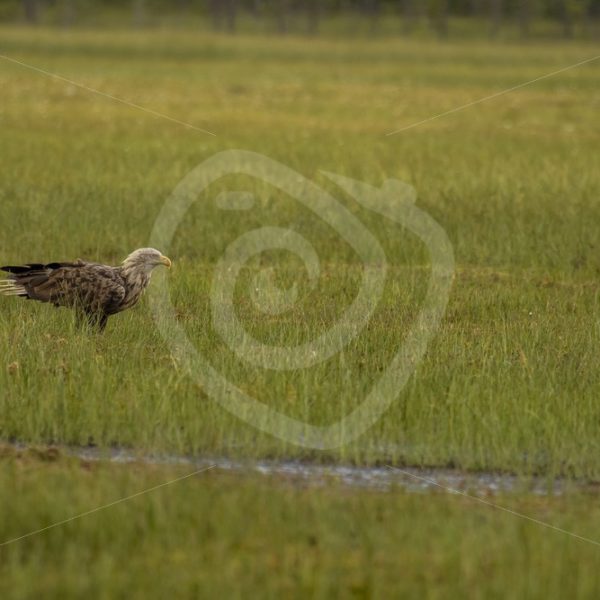 white-tailed eagle landed in the swamp - Nature Stock Photo Agency