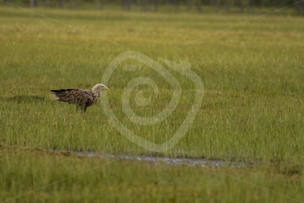 white-tailed eagle landed in the swamp - Nature Stock Photo Agency