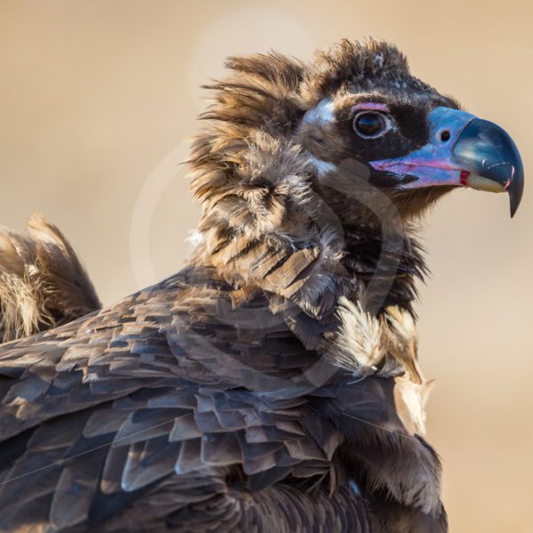 Mongolian black vulture - Nature Stock Photo Agency