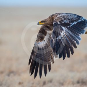 Steppe Eagle flying over Mongolian plains - Nature Stock Photo Agency