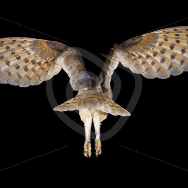 Barn owl in flight from behind in the night - Nature Stock Photo Agency