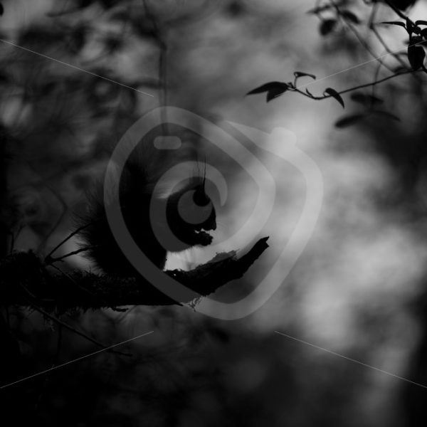 Black and white squirrel in forest - Nature Stock Photo Agency
