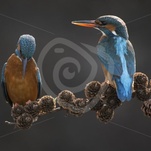 Couple of kingfishers on a branch - Nature Stock Photo Agency