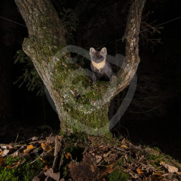 European pine marten climbing in a tree - Nature Stock Photo Agency