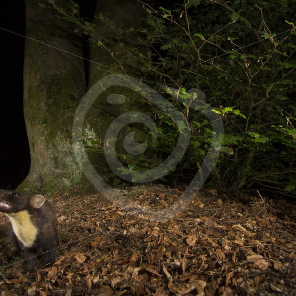 European pine marten in its environment - Nature Stock Photo Agency