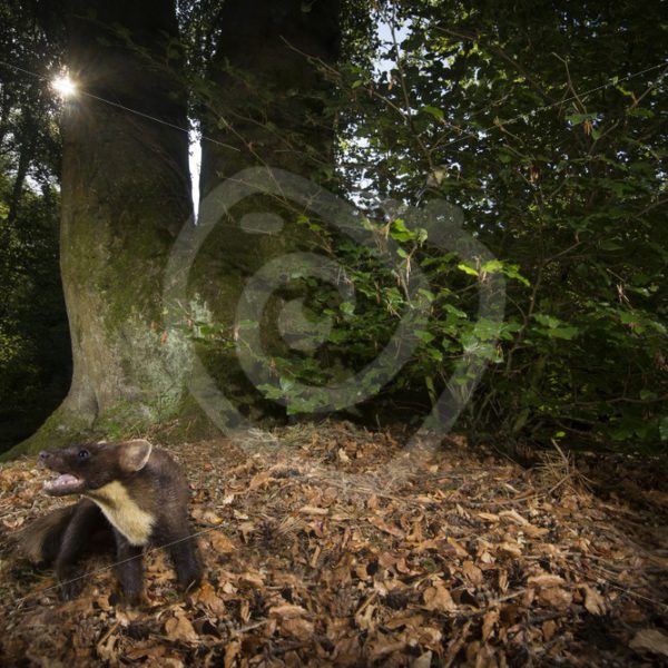 European pine marten in the early evening light - Nature Stock Photo Agency