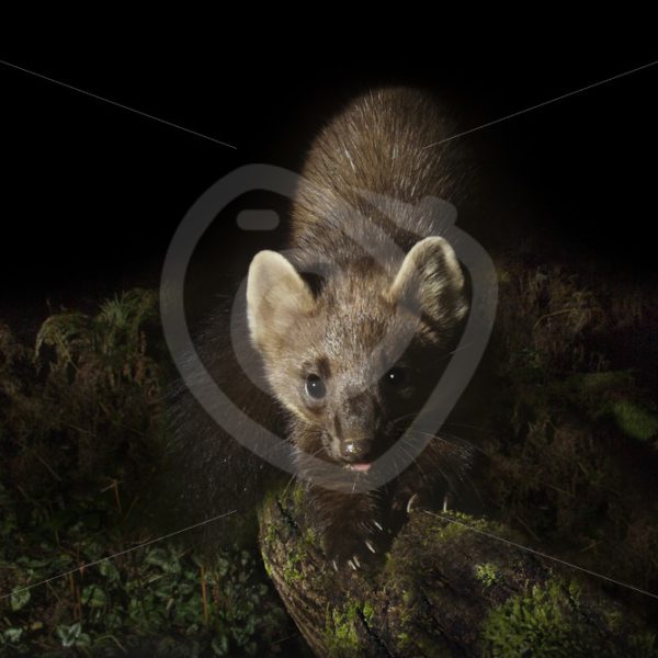 European pine marten looking into the camera - Nature Stock Photo Agency