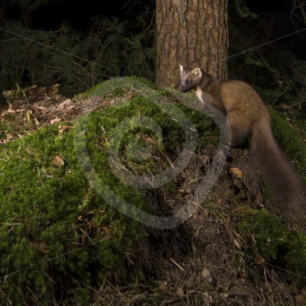 European pine marten next to tree in the night - Nature Stock Photo Agency