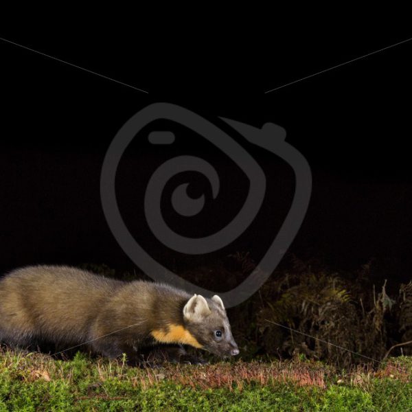 European pine marten sniffing on the ground - Nature Stock Photo Agency