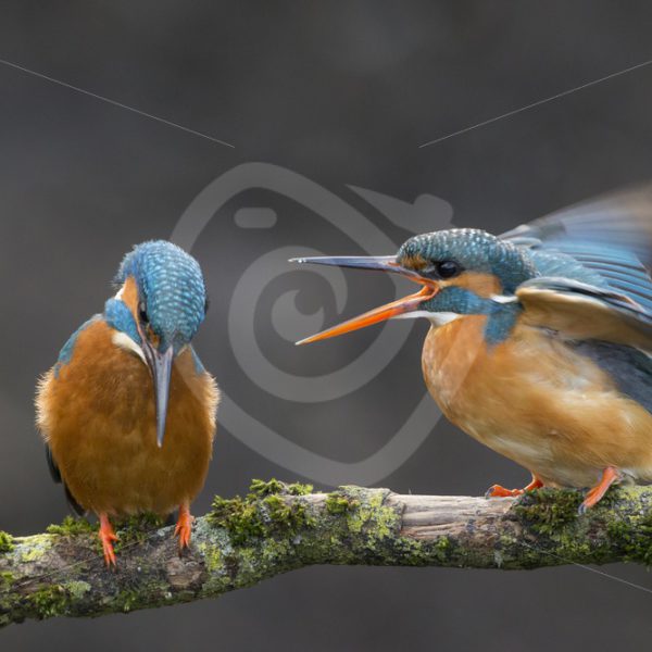 Kingfisher couple arguing - Nature Stock Photo Agency