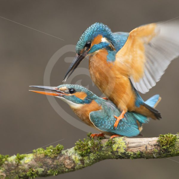 Kingfisher couple mating - Nature Stock Photo Agency