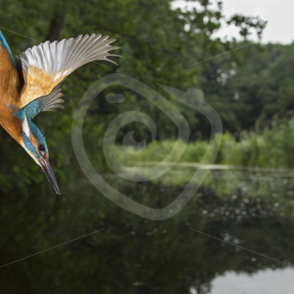 Kingfisher diving into the water - Nature Stock Photo Agency