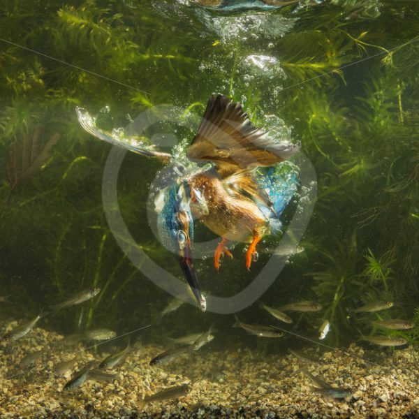 Kingfisher underwater dive - Nature Stock Photo Agency