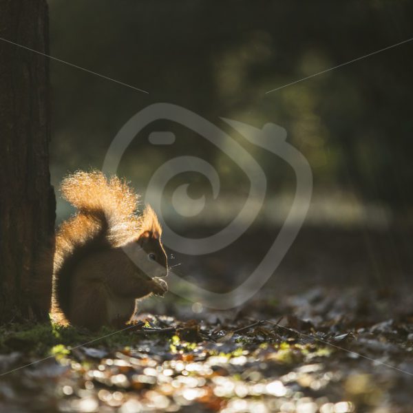 Red squirrel in a line of sunshine - Nature Stock Photo Agency
