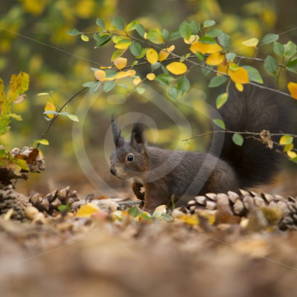 Red squirrel in the forest - Nature Stock Photo Agency
