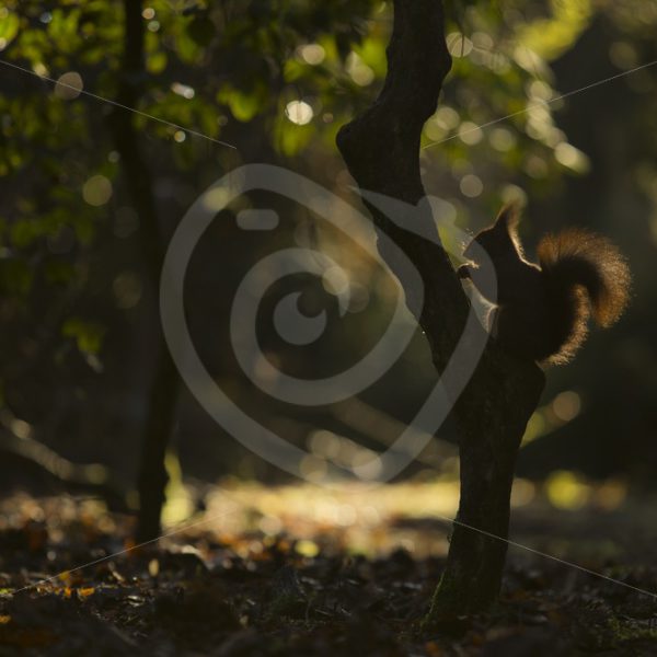 Red squirrel in the shadow - Nature Stock Photo Agency