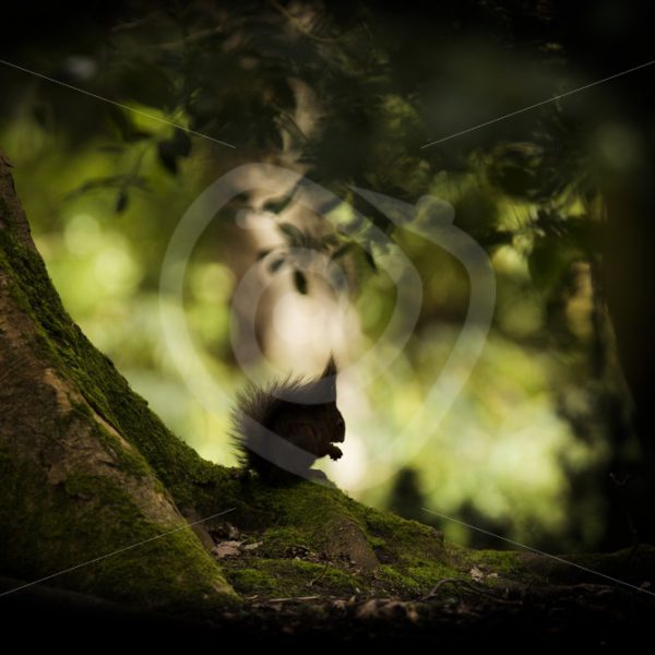 Red squirrel in the shadow of a tree - Nature Stock Photo Agency