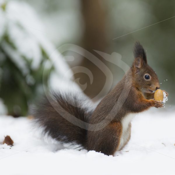 Red squirrel in the snow - Nature Stock Photo Agency