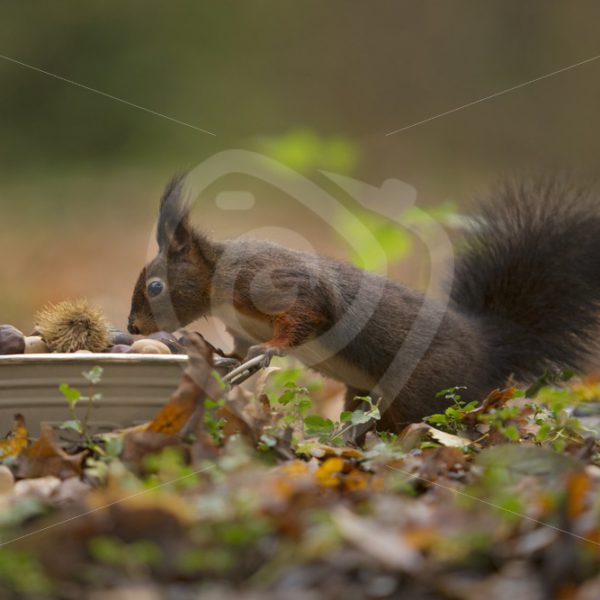 Red squirrel looking for food - Nature Stock Photo Agency