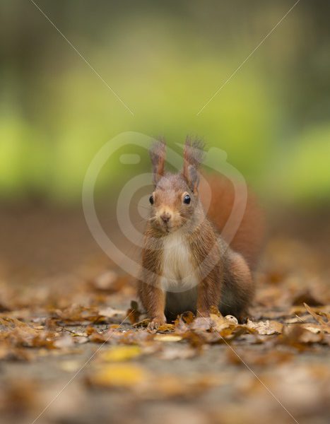 Red squirrel looking in front - Nature Stock Photo Agency