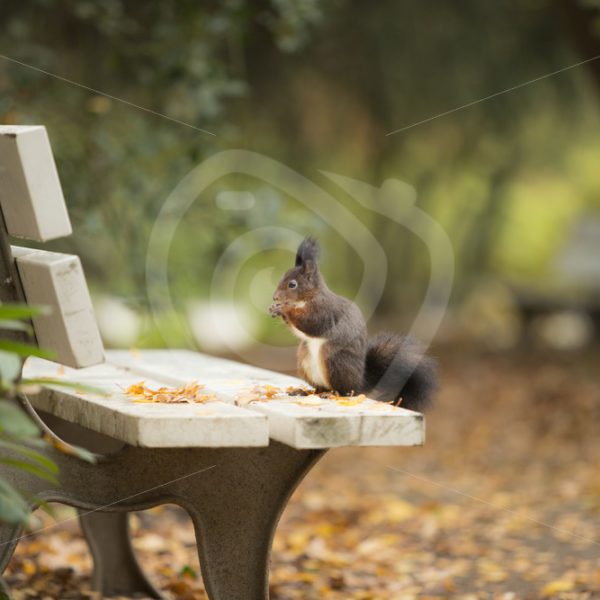 Red squirrel on a bench in the park - Nature Stock Photo Agency