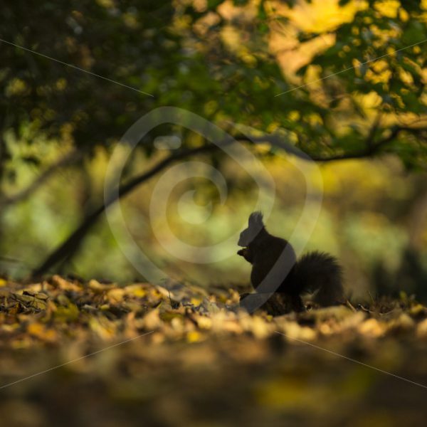 Red squirrel on the forest floor between leaves - Nature Stock Photo Agency