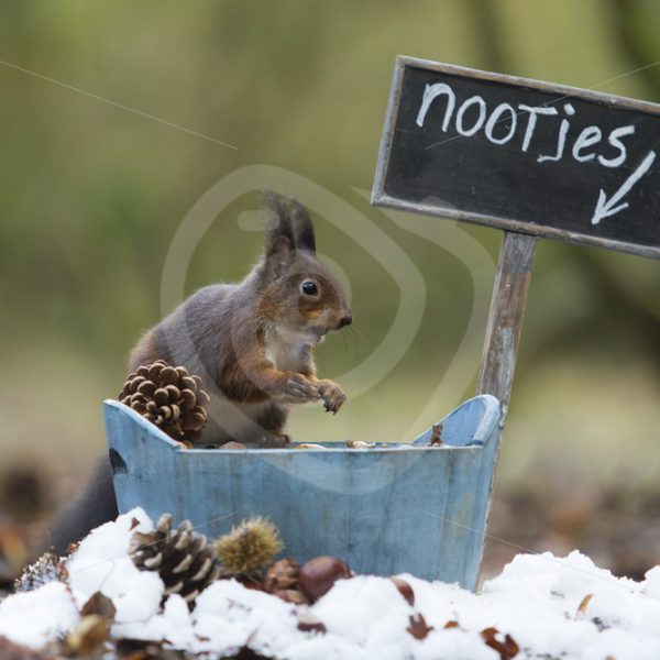 Red squirrel stealing some food - Nature Stock Photo Agency