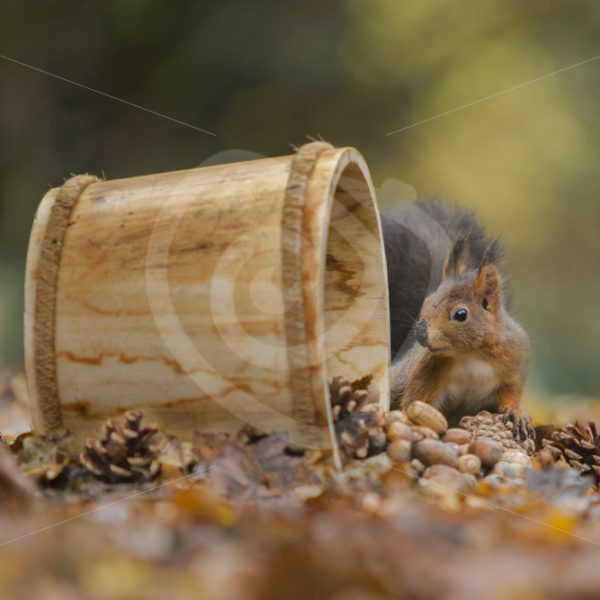 Red squirrel with a wooden bucket - Nature Stock Photo Agency