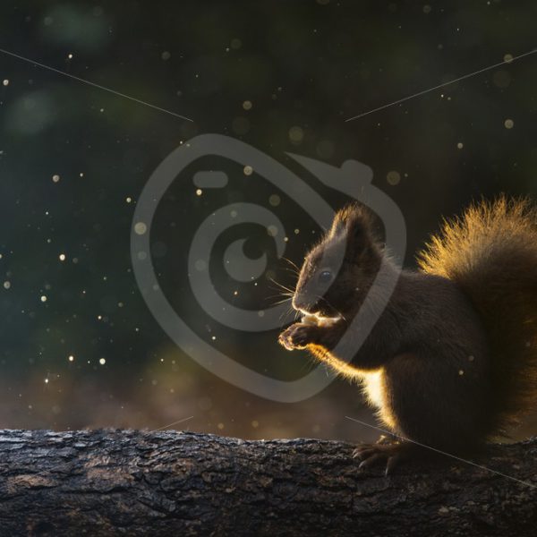 Red squirrel with back light of the sun - Nature Stock Photo Agency