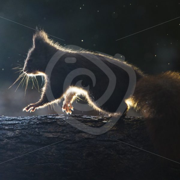 Red squirrel with back-light on a branch - Nature Stock Photo Agency