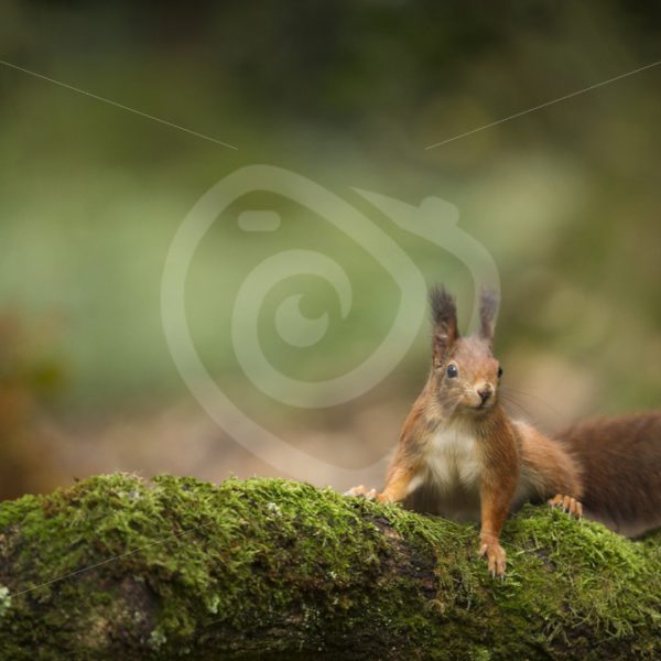 Red squirrel with bokeh background - Nature Stock Photo Agency