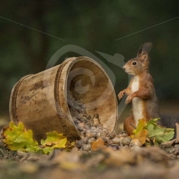 Red squirrel with bucket of acorns - Nature Stock Photo Agency