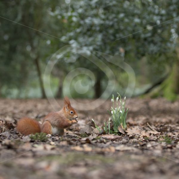 Squirrel in an autumn forest - Nature Stock Photo Agency