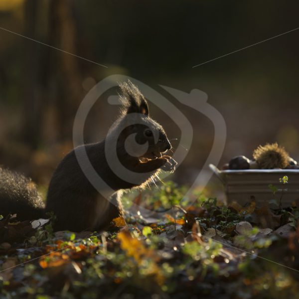 Squirrel in the shadow eating chestnuts - Nature Stock Photo Agency