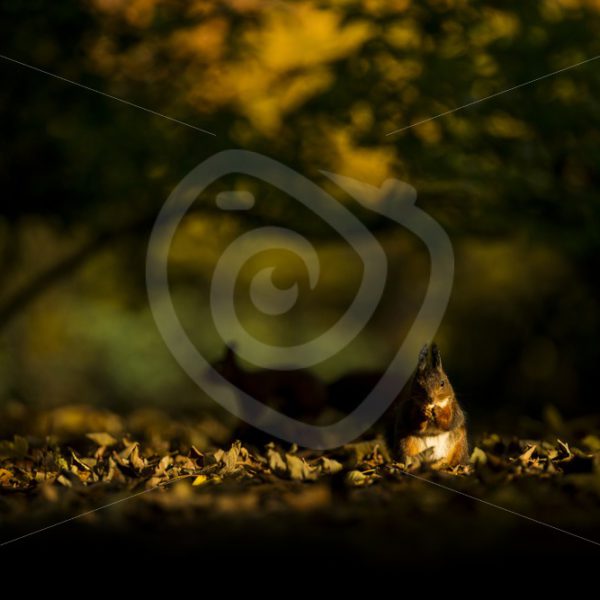Squirrels in the sunny forest - Nature Stock Photo Agency
