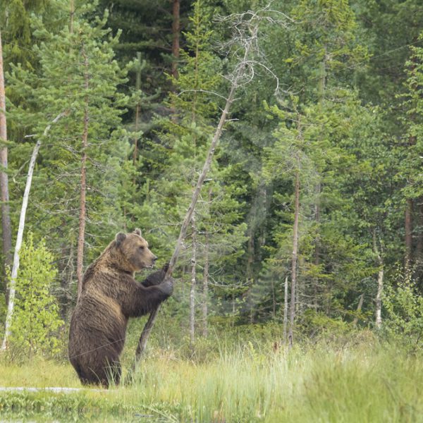 Brown bear hugging a tree - Nature Stock Photo Agency
