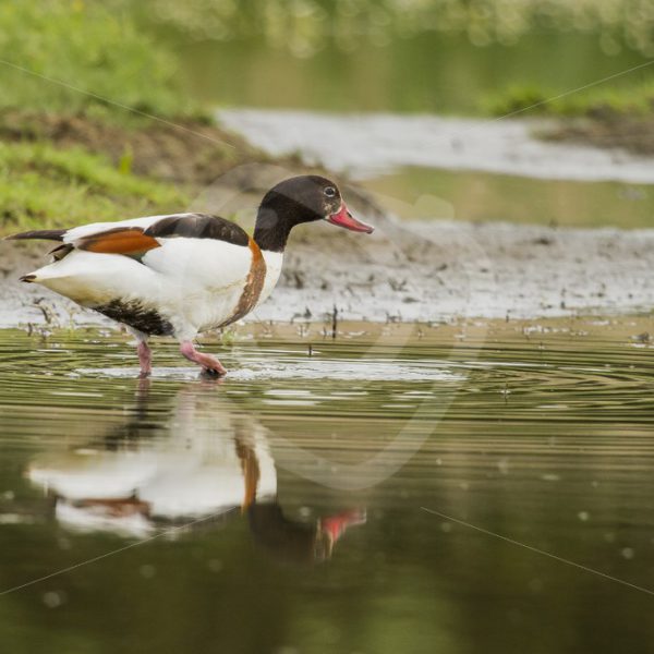 Common shelduck wading the creek - Nature Stock Photo Agency
