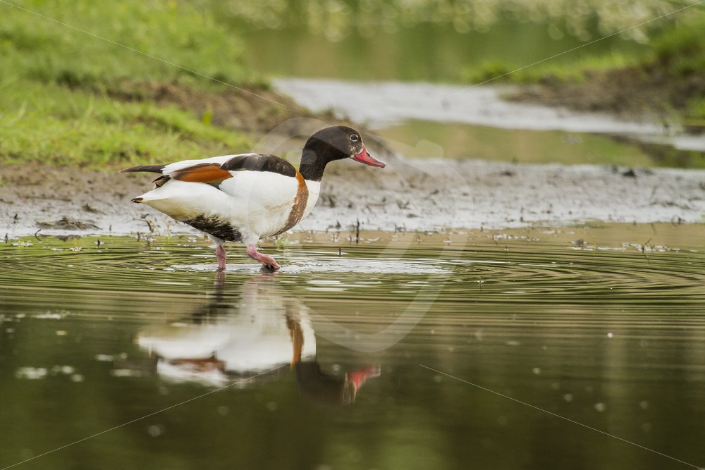Common shelduck wading the creek - Nature Stock Photo Agency