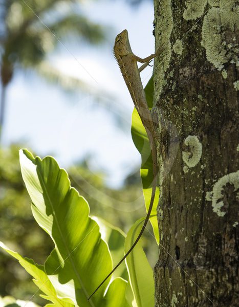 Female Oriental garden lizard in a tree - Nature Stock Photo Agency
