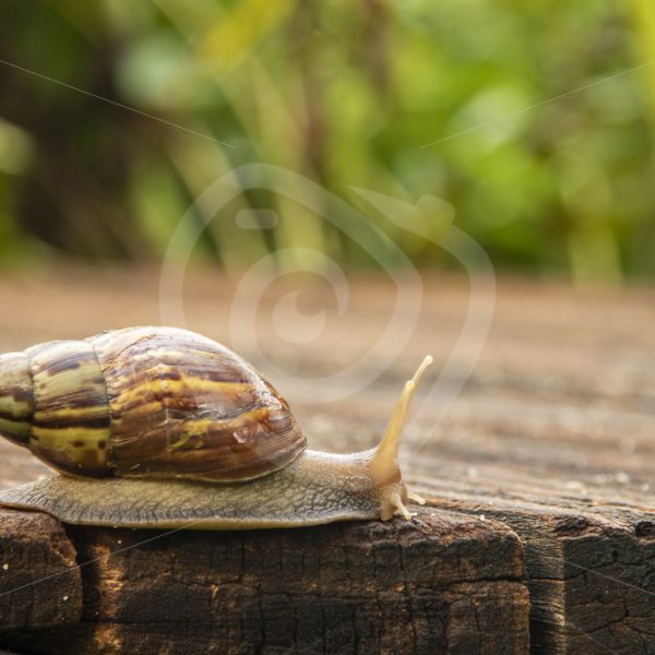 Giant African land snail passing by - Nature Stock Photo Agency