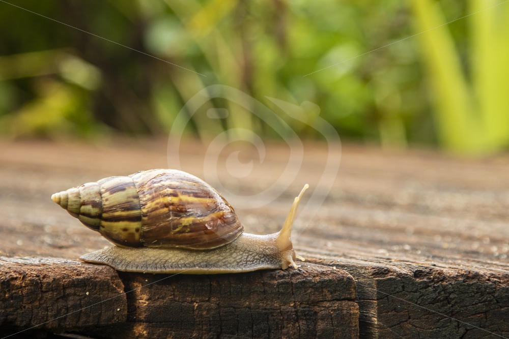Giant African land snail passing by - Nature Stock Photo Agency