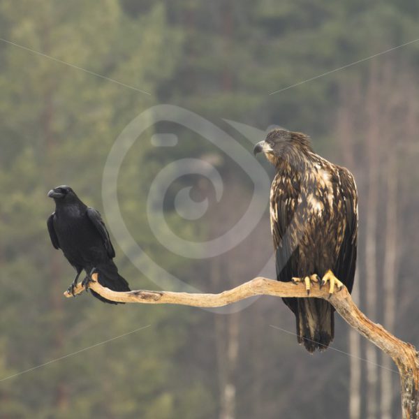 Juvenile white-tailed eagle and hooded crow sharing a branch - Nature Stock Photo Agency