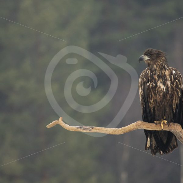 Juvenile white-tailed eagle on a tree branch - Nature Stock Photo Agency