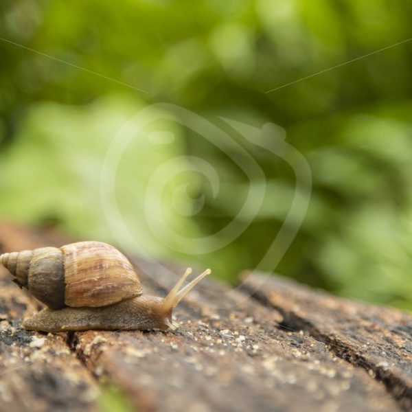 Land snail crawling over wood - Nature Stock Photo Agency