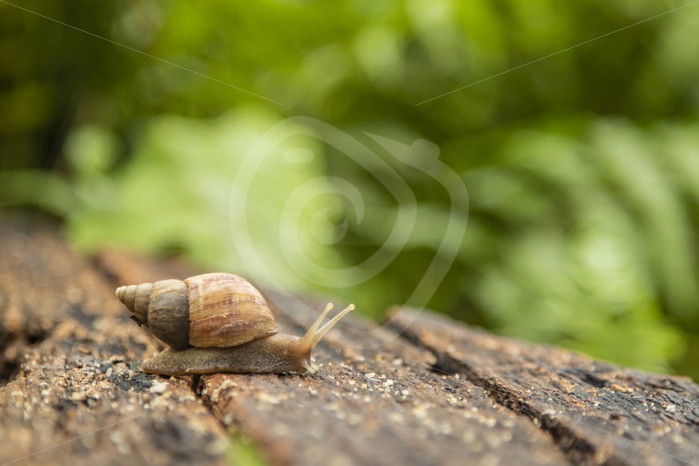 Land snail crawling over wood - Nature Stock Photo Agency