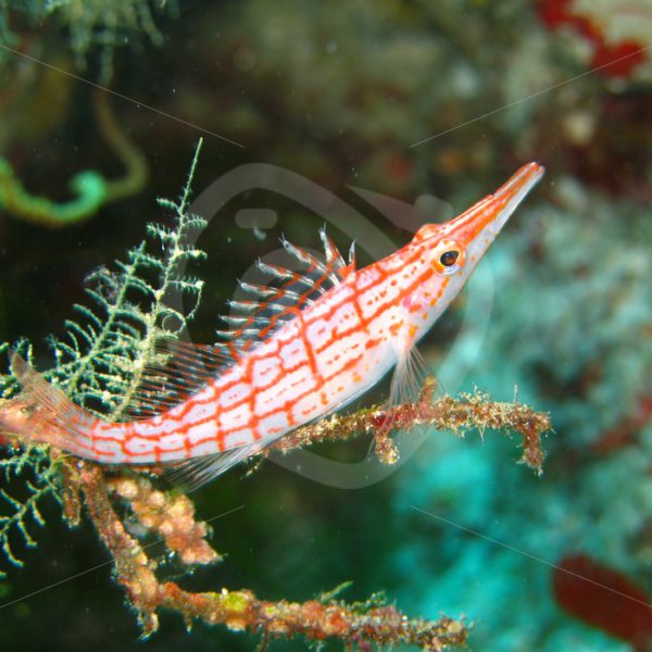 Longnose hawkfish on the coral reef - Nature Stock Photo Agency