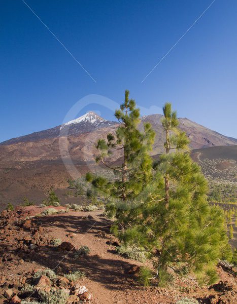 View of Teide in Tenerife - Nature Stock Photo Agency