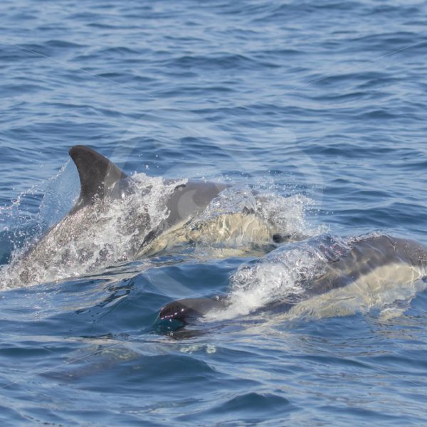 2 common dolphins passing by - Nature Stock Photo Agency